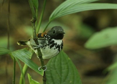 Spotted Antbird / Vlekborstmiervogel