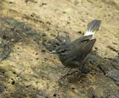 Buff-rumped warbler / Zeemstuitzanger 