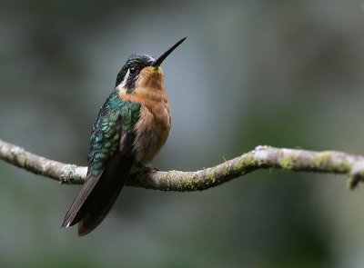 Purple-throated Mountain-gem / Purperkeel-juweelkolibrie