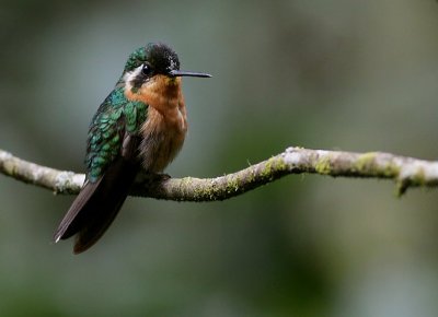 Purple-throated Mountain-gem / Purperkeel-juweelkolibrie