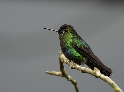 Fiery-throated Hummingbird / Irazukolibrie 