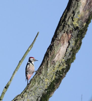 Middle Spotted Woodpecker / Middelste Bonte Specht