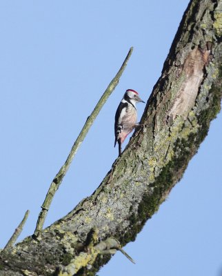 Middle Spotted Woodpecker / Middelste Bonte Specht