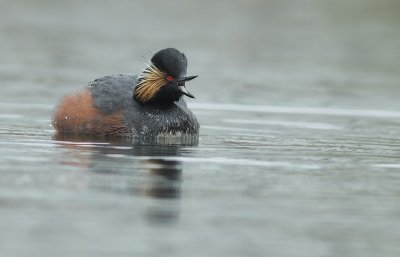 Crested Grebe / Geoorde Fuut
