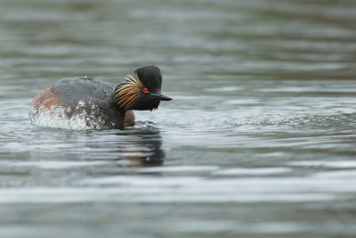 Crested Grebe / Geoorde Fuut