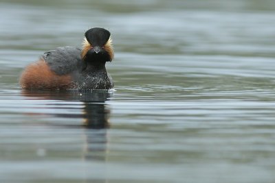 Crested Grebe / Geoorde Fuut
