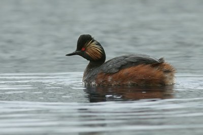 Crested Grebe / Geoorde Fuut