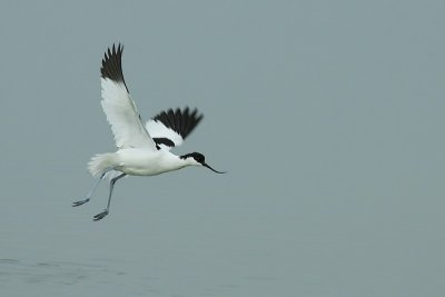 Pied Avocet / Kluut