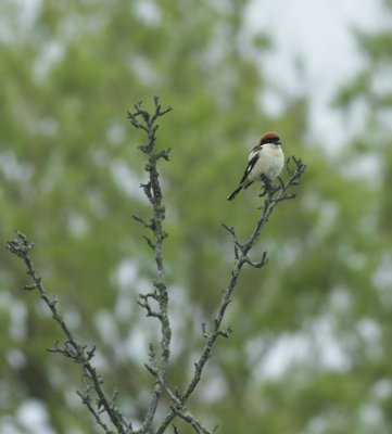 Woodchat Shrike / Roodkoppklauwier