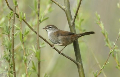 Cetti's Warbler / Cetti's zanger