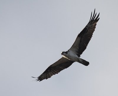 Osprey / Visarend