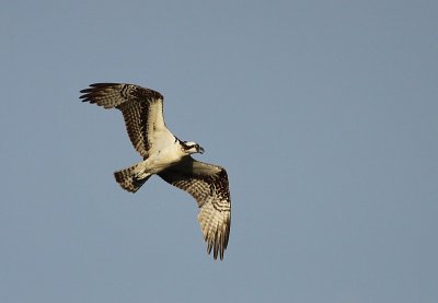 Osprey / Visarend