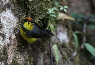 Collared Redstart / Halsbandzanger