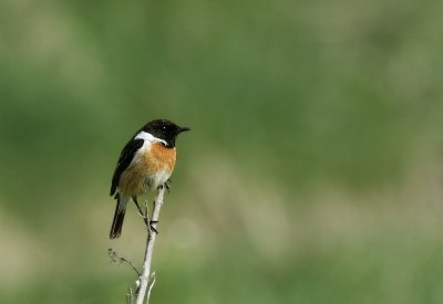 Stonechat / Roodborsttapuit