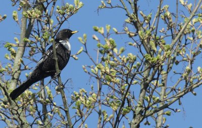  Ring Ouzel / Beflijster