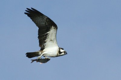 Osprey