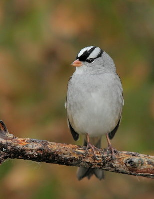 Bruant  couronne blanche