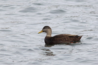 Canard noir