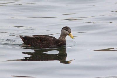 Canard noir