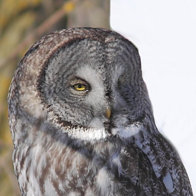 Oiseaux Janvier-Fvrier 2013