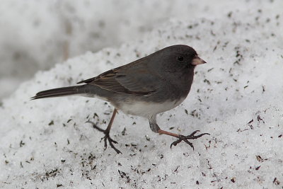 Junco ardois