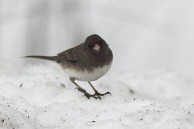 Junco ardois