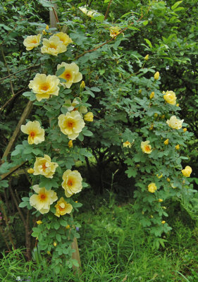 'Aicha'  Pimpinellifolia-rose