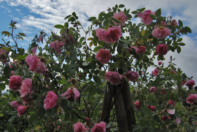 Rosa 'Applejack'