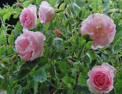 Rosa 'Celestial' - Albarose