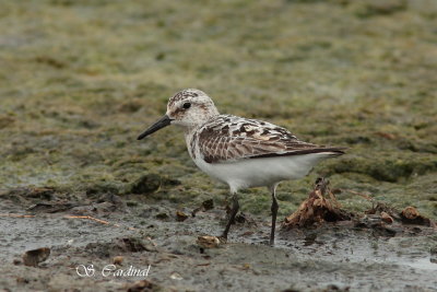 2012 Bcasseau sanderling 04 a.JPG