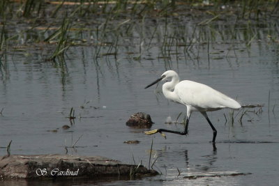 2012 Aigrette garzette 1.JPG a.JPG
