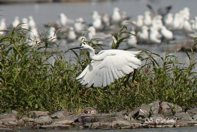 2012 Aigrette garzette 06.JPG a.JPG
