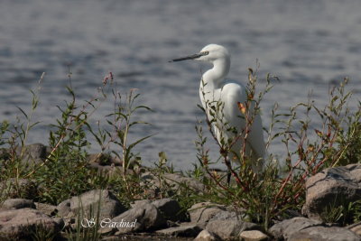 2012 Aigrette garzette 21.JPG a.JPG