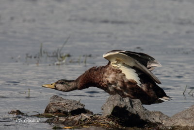 2012 Canard Colvert 02.JPG a.JPG