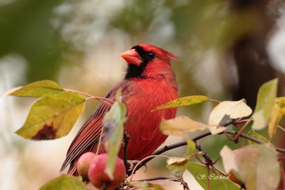 2012 Cardinal rouge 06.JPG a.JPG