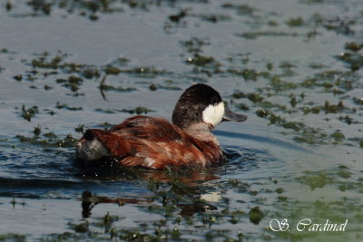 2012 rismature rousse 01.JPG a.JPG