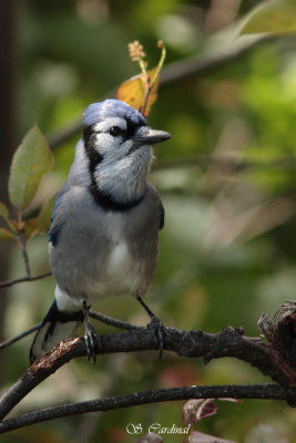 2012 Geai bleu 03.JPG a.JPG