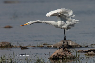 2012 Grande aigrette 18.JPG a.JPG