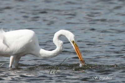 2012 Grande aigrette 22.JPG a.JPG