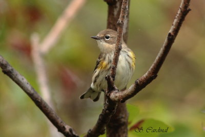2012 Paruline à croupion jaune 17.JPG