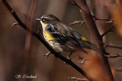 2012 Paruline à croupion jaune 27.JPG a.JPG