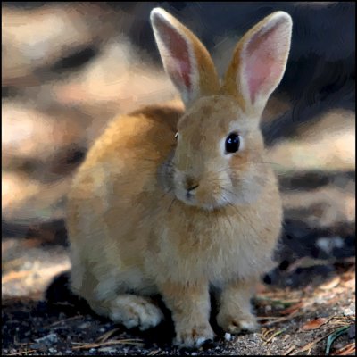 The Rabbit 