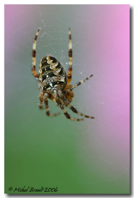 Araigne - Spider