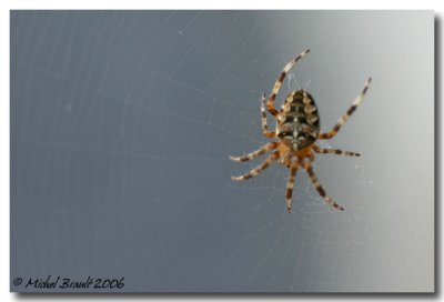 Araigne - Spider
