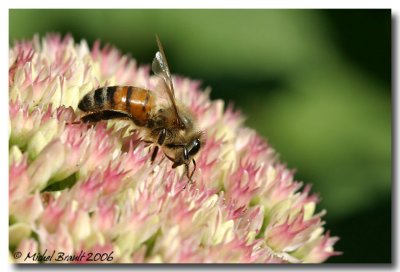 Abeille - Bee