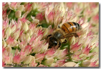 Abeille - Bee