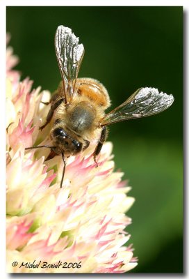Abeille - Bee