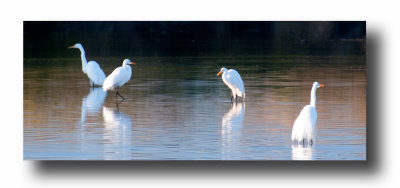 Egrets at Riparian Preserve