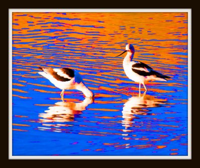 Psychedelic Avocets