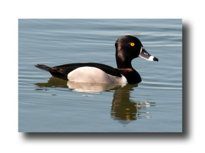 Ring-Necked Duck Right Profile